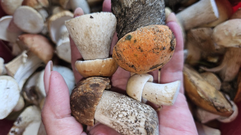 Белый, боровик, подберезовик, с. Джалинда, Сковородинский округ