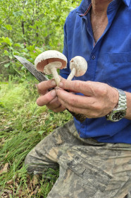 Шампиньон лесной + груздь-сиамский, с. Натальино