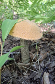 Подосиновик, Благовещенский округ