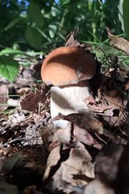 Белый гриб, Благовещенский округ