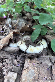 Груздь, п. Моховая Падь