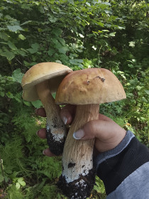 Белые грибы, с. Варваровка, Октябрьский район