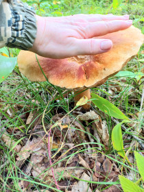 Белый гриб богатырь, Белогорский округ