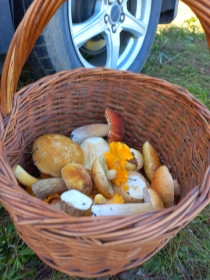 Грибное ассорти, г. Белогорск