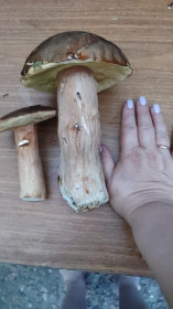 Царь-гриб Белый, с. Константиновка