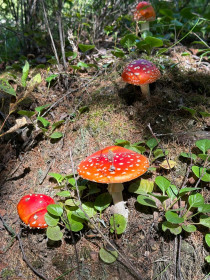 Мухоморчики, п. Ерофей Павлович