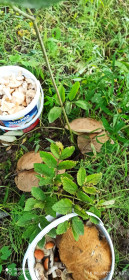 Подберёзовики, г. Благовещенск, Новотроицкое шоссе