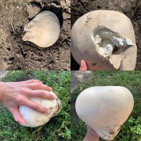 Белый дождевой гриб в с. Муравьёвка