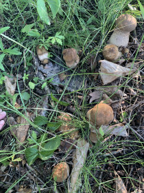 Полянка белых грибов в Муравьёвке