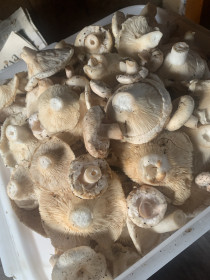 Грузди, с. Муравьёвка