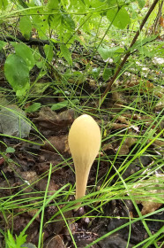 Клавариадельфус пестиковый, п. Талакан