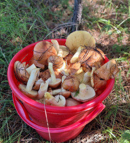 Маслятушки, п. Тыгда, Магдагачинский округ