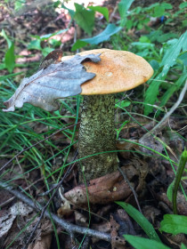 Подосиновик, п. Моховая Падь