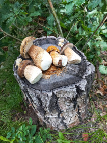 Чудесные боровички, п. Моховая Падь