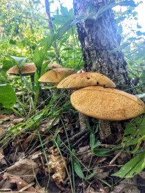 Семейка подосиновиков, п. Моховая Падь