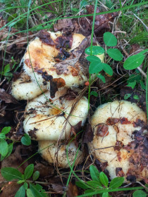 Груздочки, п. Моховая Падь