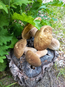 Шикарные боровички, п. Моховая Падь