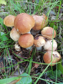 Семейка белых грибов,  с. Джалинда