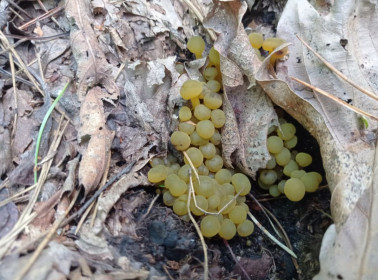 Леотия студенистая, или биспорелла лимонная,  п. Соловьевск