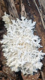 Ежовик коралловидный, с. Новопетровка Благовещенского округа