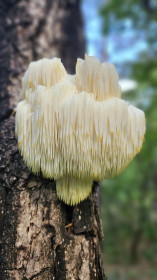 Ежовик гребенчатый, с. Новопетровка Благовещенского округа
