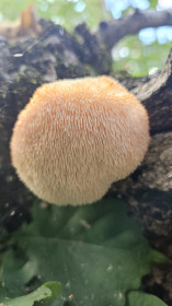 Ежовик гребенчатый, с. Новопетровка Благовещенского округа