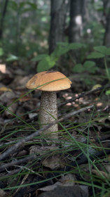 Подосиновик, г. Белогорск