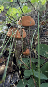 Семейка подосиновиков, г. Белогорск