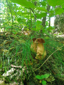 Боровик, с. Ивановка Ивановский округа