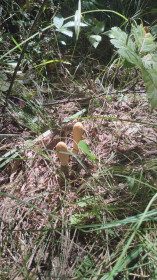 Клавариадельфус пестиковый, п. Юхта