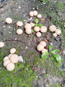 Дождевик, г. Свободный