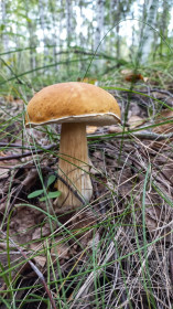 Царь грибов - белый, Октябрьский округ