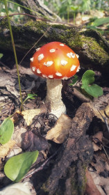 Мухоморчик, Октябрьский округ