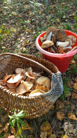 Грибное ассорти, Октябрьский округ