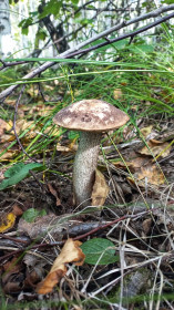 Подберезовик, Октябрьский округ