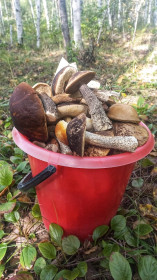 Подберезовики, Октябрьский округ