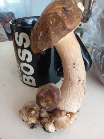 Мистер Босс, с. Троицкое Ивановского округа