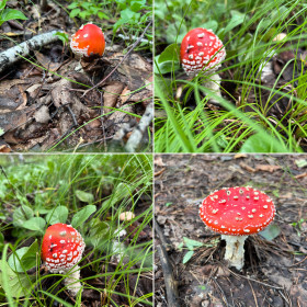 Красный мухомор, Благовещенский округ