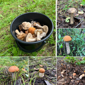 Грибной урожай Благовещенский округ