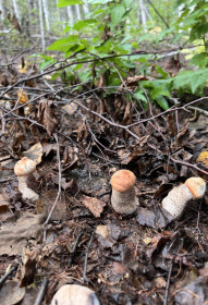 Подосиновики, Благовещенский округ