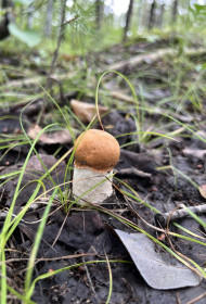 Дружок грибок белый, Благовещенский округ