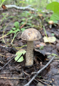 Подберезовик, Благовещенский округ