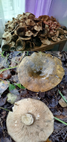 Чёрный груздь, п. Аэропорт