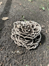 Трутовик пёстрый, г. Благовещенск