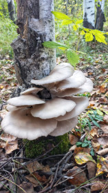 Вешенка обыкновенная, Октябрьский район