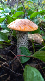 Подосиновик, Октябрьский район