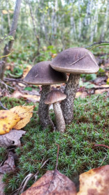 Семейка подберезовиков, Октябрьский район