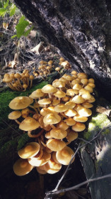 Опенок летний, Октябрьский район