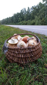 Груздочки, Октябрьский район