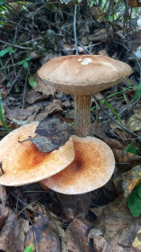 Ассорти грибное, Октябрьский район